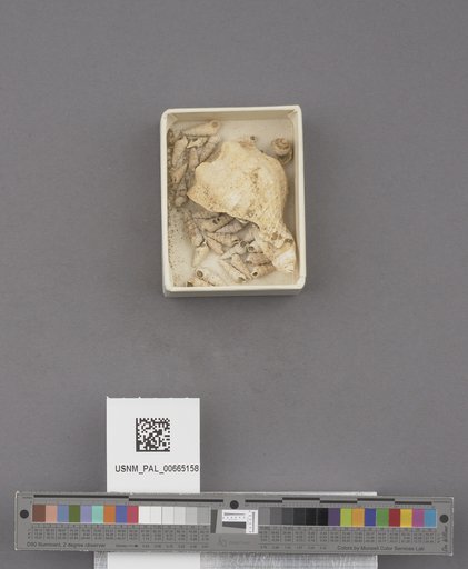 NSF ADBC EPICC TCN