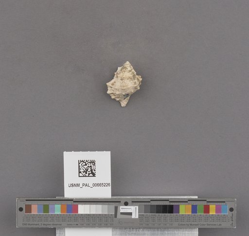 NSF ADBC EPICC TCN