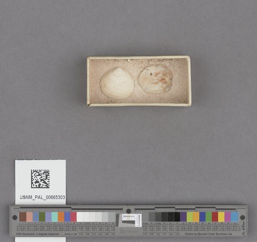 NSF ADBC EPICC TCN
