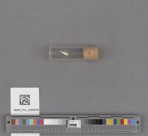 NSF ADBC EPICC TCN