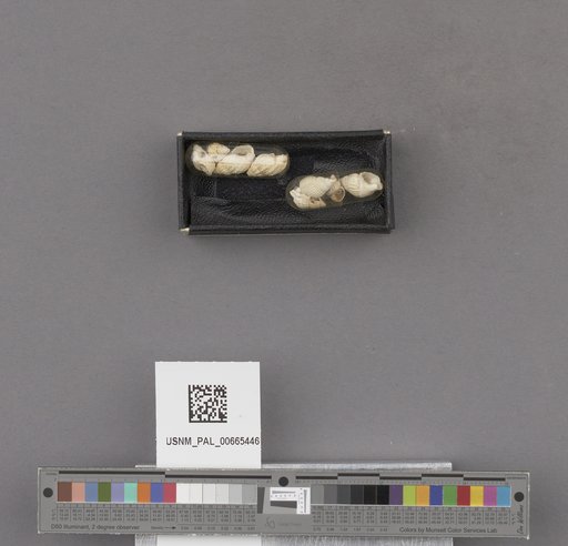 NSF ADBC EPICC TCN