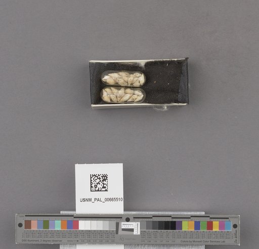 NSF ADBC EPICC TCN