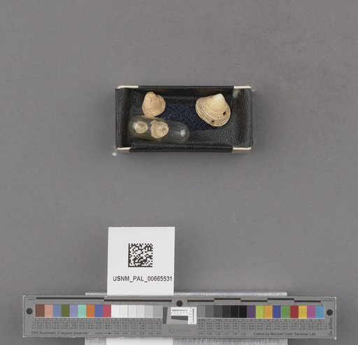 NSF ADBC EPICC TCN