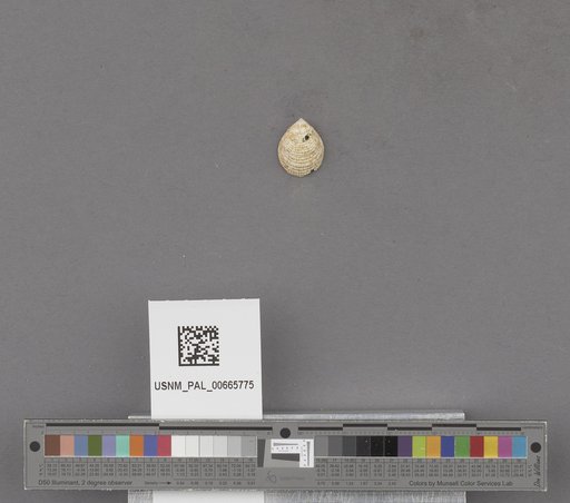 NSF ADBC EPICC TCN