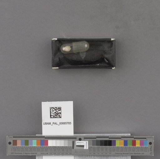NSF ADBC EPICC TCN