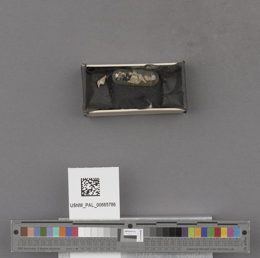 NSF ADBC EPICC TCN