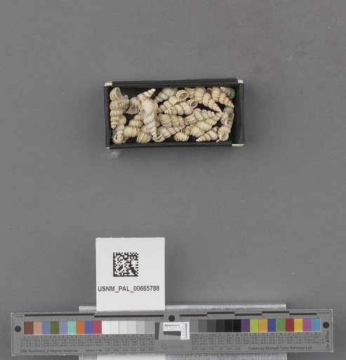 NSF ADBC EPICC TCN