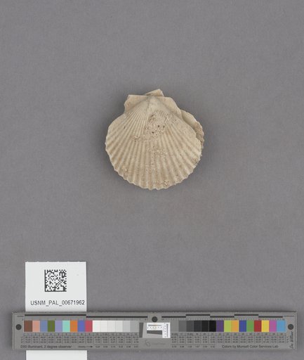 NSF ADBC EPICC TCN