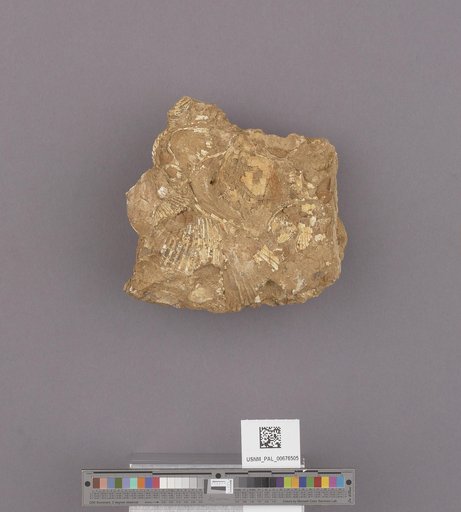 NSF ADBC EPICC TCN
