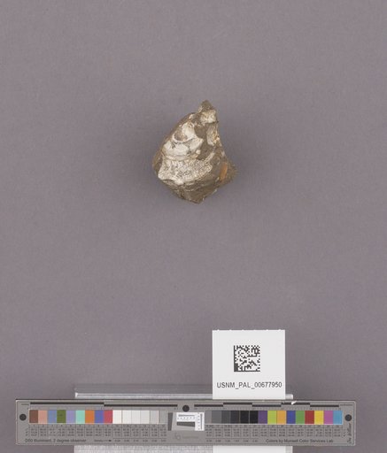 NSF ADBC EPICC TCN
