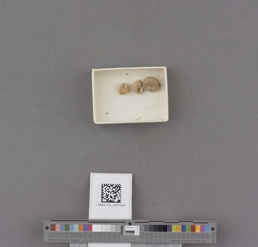 Littorina mariana Arnold