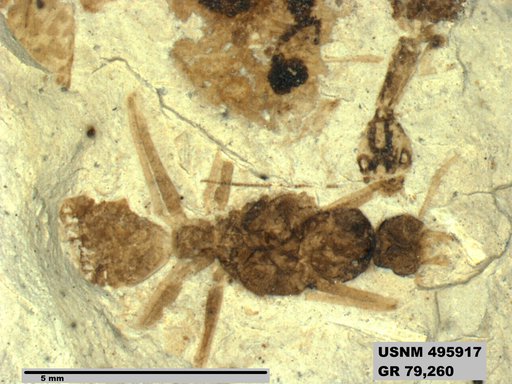Genus sp