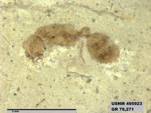 Genus sp