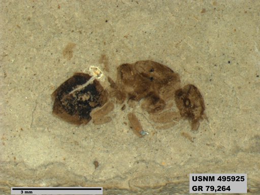 Genus sp