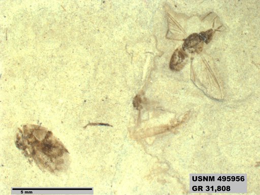 Genus sp