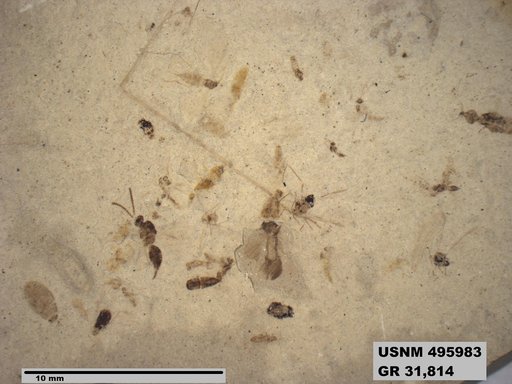 Genus sp
