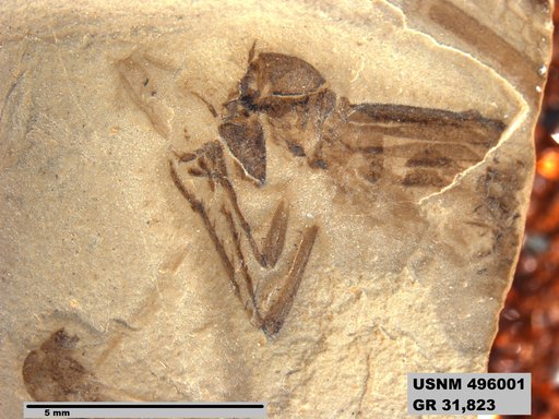 Genus sp