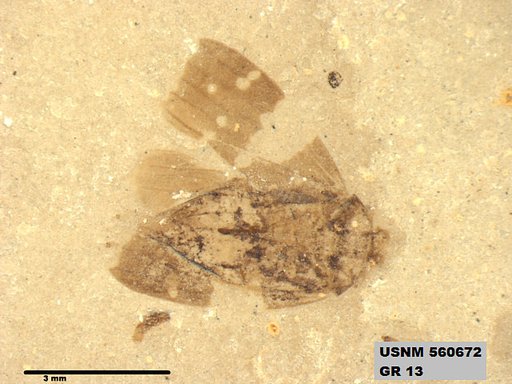 Genus sp
