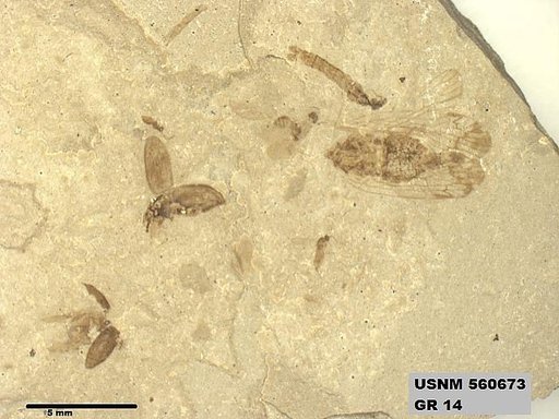 Genus sp