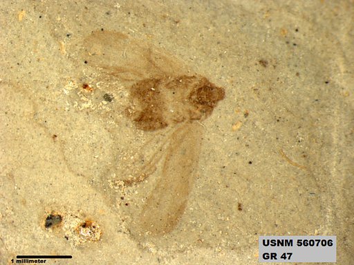 Genus sp