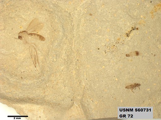 Genus sp