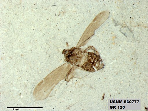 Genus sp