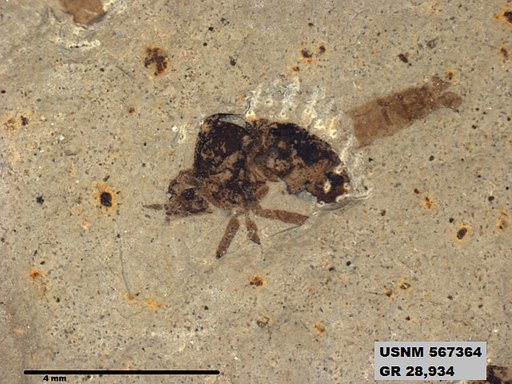 Genus sp
