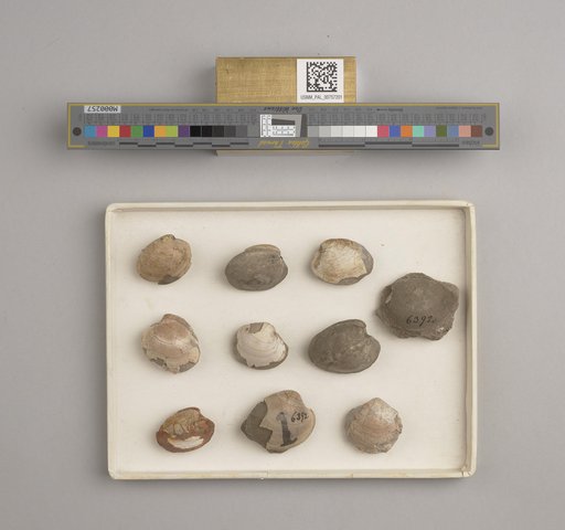 Agriopoma (Pitarella) gatunensis (Dall)