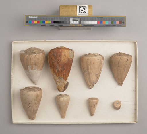 Conus molis Brown & Pilsbry