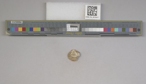 NSF ADBC EPICC TCN