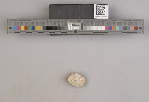 NSF ADBC EPICC TCN