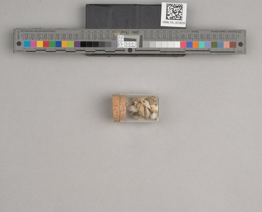 NSF ADBC EPICC TCN