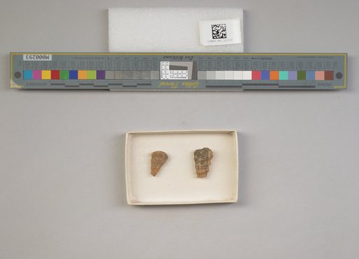 Cerithium grillanum Spieker