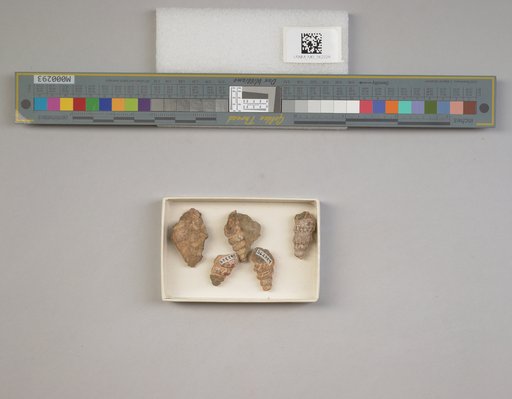 Cerithium grillanum Spieker