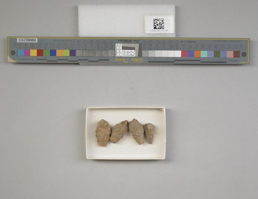 Cerithium grillanum Spieker