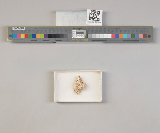 NSF ADBC EPICC TCN