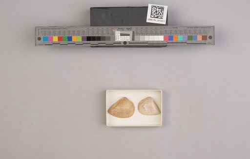 NSF ADBC EPICC TCN