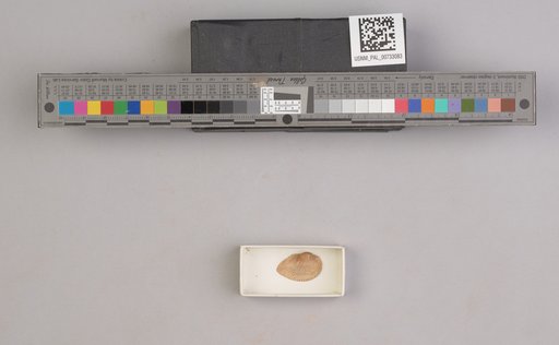 NSF ADBC EPICC TCN