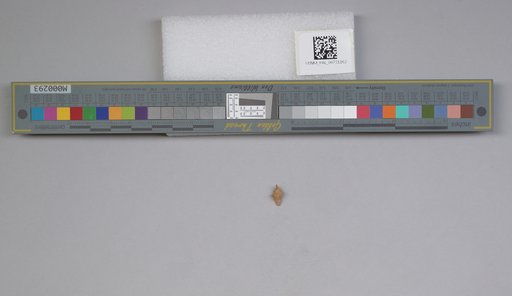 NSF ADBC EPICC TCN