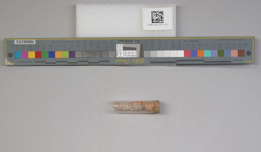NSF ADBC EPICC TCN