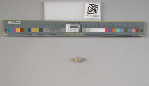 NSF ADBC EPICC TCN