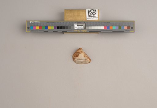 NSF ADBC EPICC TCN