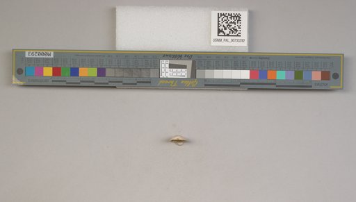 NSF ADBC EPICC TCN