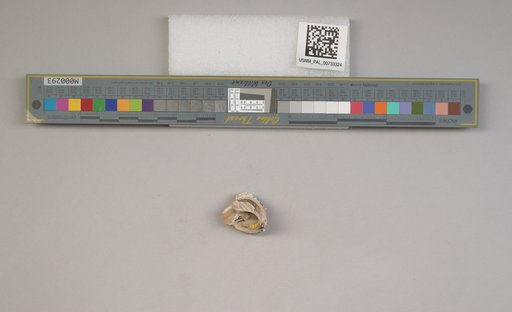 NSF ADBC EPICC TCN