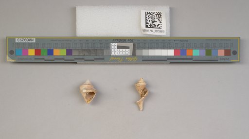 NSF ADBC EPICC TCN