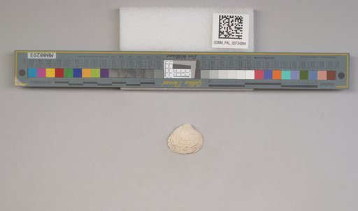 NSF ADBC EPICC TCN