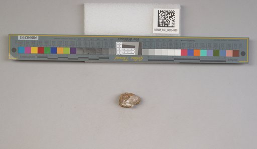 NSF ADBC EPICC TCN