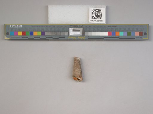 NSF ADBC EPICC TCN