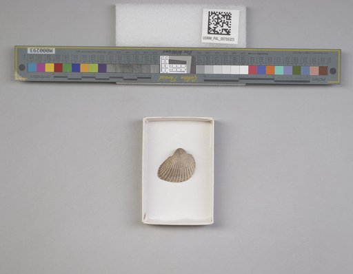 NSF ADBC EPICC TCN