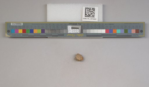 NSF ADBC EPICC TCN